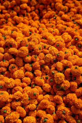 Marigold Orange Flowers loose